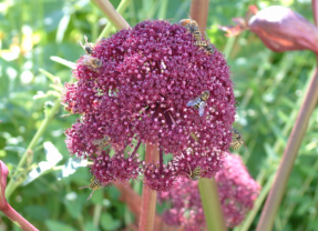 Virtual Garden Tours - Alaska State Fair