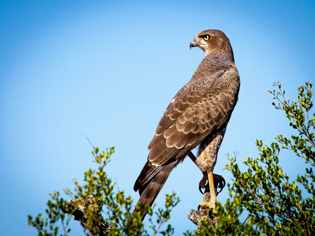 Extreme Raptor Show